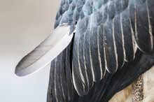 Marabou Stork Feather