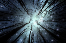 Night In Forest Illustration. Night Sky With Stars Seen Through Trees In Dark Woods