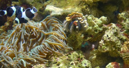 Canvas Print - Small Colorful Deep Sea Coral Fish In Aquarium
