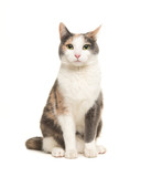Fototapeta Koty - Grey, orange and white sitting cat