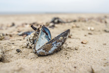 Mussel On The Beach