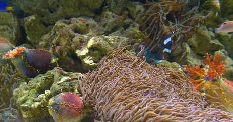 Poster - Small Colorful Deep Sea Coral Fish In Aquarium