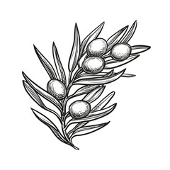 Canvas Print - vector illustration of olive branch