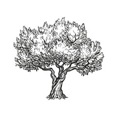 Wall Mural - vector illustration of olive tree