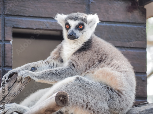 Fényképezés Close Up of Ring-Tailed Lemur (Lemur catta)