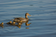 Parenting.  Mother Duck With Her Flock Of Babies Swimming Through The Water.  Togetherness.  Guidance. 