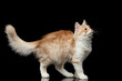 Playful Red Siberian cat walking and showing furry tail on isolated black background with reflection, profile view