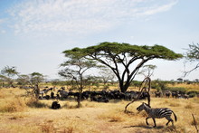 Life On The Serengeti
