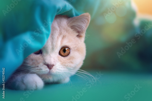 Guck Guck Süßer Kleiner Britisch Kurzhaar Kater Guckt