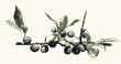 Blackthorn, Digital engraving vintage botanical