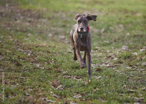 German Shorthaired Pointer Hunter Dog Buy This Stock Photo And