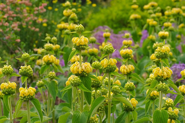 Canvas Print - Russel-Brandkraut, Phlomis russeliana - Jerusalem sage, Phlomis russeliana a purple wildflower