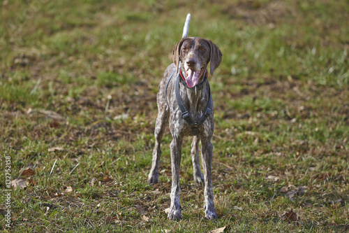 German Shorthaired Pointer Hunter Dog Buy This Stock Photo And