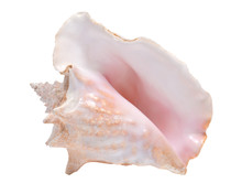 Large Pink Queen Conch Seashell Isolated On White Background