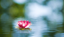 Beautiful Lotus Flower On The Water In A Park Close-up.