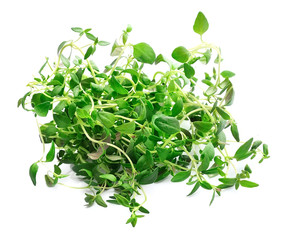 Wall Mural - Thyme fresh herb isolated