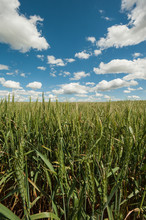 Wheat Meets Sky