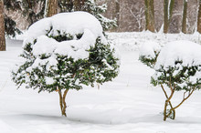 Snow-covered Bush In The Park