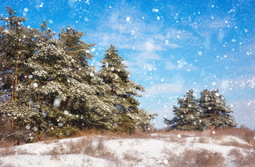 Spruces covered with hoarfrost and snow. Winter forest in snow