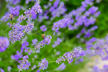 Lavender flowers and two bees