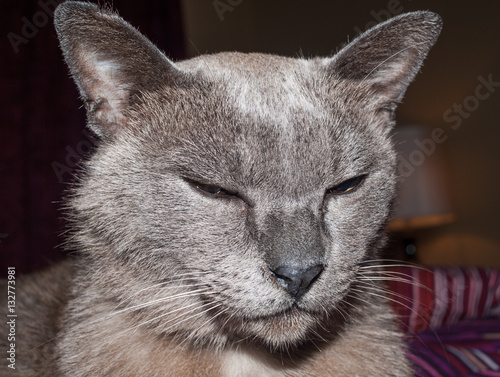 Fotografie, Obraz An old burmese blue , pedigree breed cat, falling asleep.
