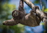 Fototapeta Zwierzęta - Happy Sloth