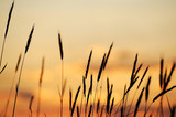 Fototapeta Natura - foxtail grass against dusk sunlight sky
