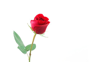 Canvas Print - single red rose on white background