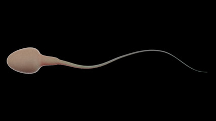 Wall Mural - sperm isolated on black