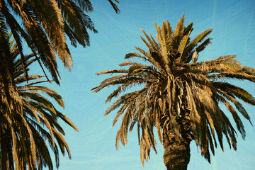 Wall Mural - aged and worn vintage photo of palm trees