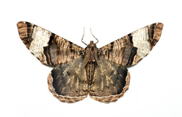 butterfly at night, moth in thailand that can be found in the rainy., the small moth perched on wall