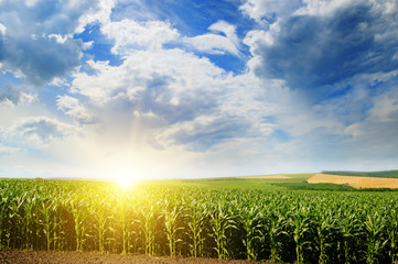 Green field with corn. Blue cloudy sky. Sunrise on the horizon.