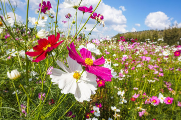 colorful of flower(cosmos) in jim thompson farm. big cosmos flower with clearly sky.