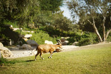 Fototapeta Zwierzęta - Goat walking at the meadow, farmland