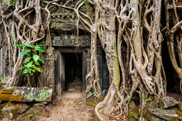 Fototapete - Ancient ruins of Ta Prohm temple, Angkor, Camb