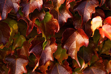 Wall Mural - Creeping leaves