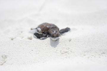 Baby green turtle making its way to the ocean