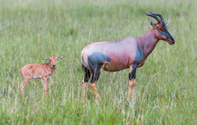 Antelope With Baby On The Masai Mara - Kenya, East Africa