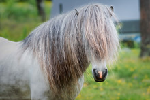 White Icelandic Horse Stallion With Extremely  Long Gray Mane