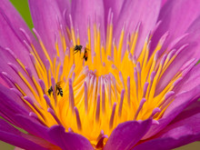 Close Up Of Two Bee On Lotus