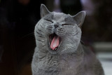 Fototapeta Koty - yawning cat in the window, purebred gray shorthair British cat