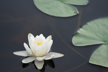 White Water Lily In Lake