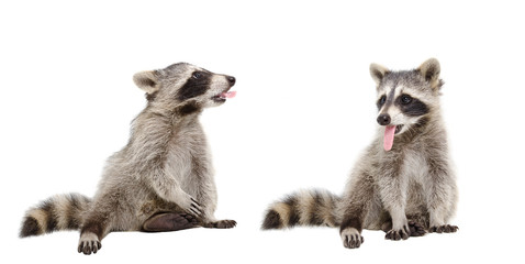 Wall Mural - two raccoons showing each other tongue