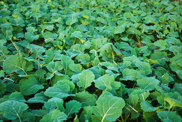 Rape seed winter leaves