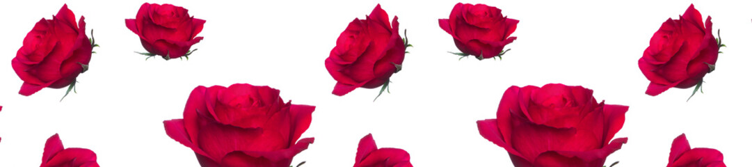Canvas Print - panorama pattern of red roses on a white background