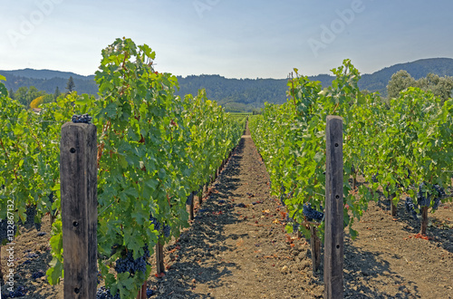 Fotografie, Obraz Ripening Cabernet Sauvignon red wine grapes in a Napa Valley, California vineyar