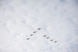 Fototapeta Na sufit - Swans flying wedge