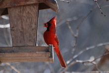 Bird Feeders, Northern Cardinal