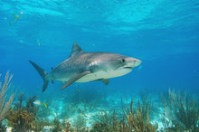 Tiburón Tigre En Bahamas