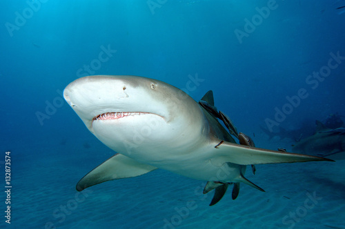 Plakat Cytrynowy rekin w Bahamas